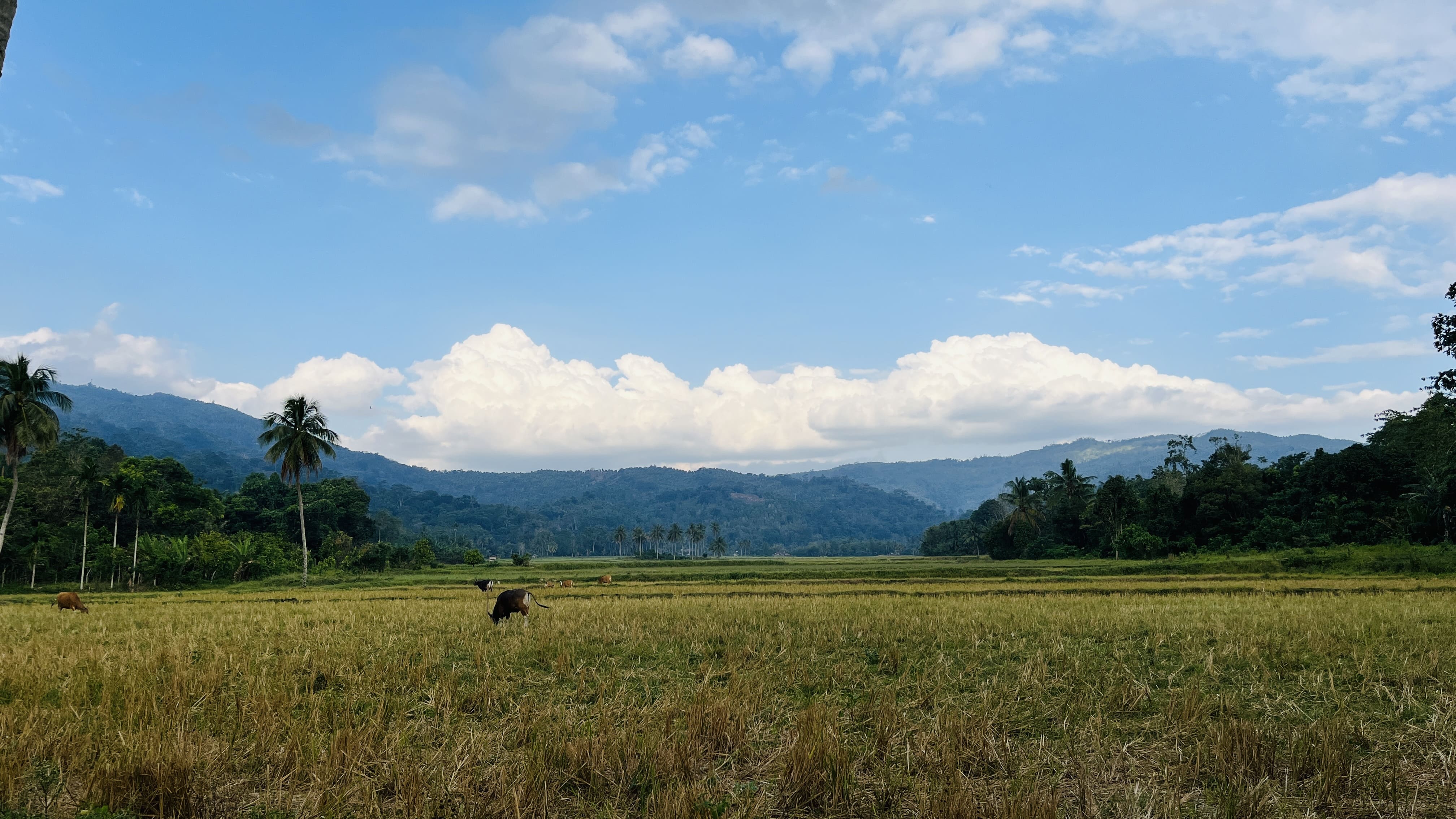 Kawasan Persawahan Desa Puulemo