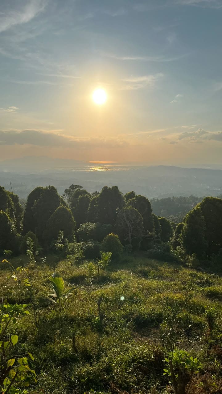 Perkebunan Cengkeh